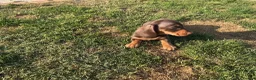 Miniature Dachshund dogs for sale: Miniature dachshund pups.KC reg&council licensed - Advert 25