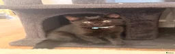 Mixed Breed cats for sale: Black Kittens Ready For Their Forever Homes in Crawley - Advert 5