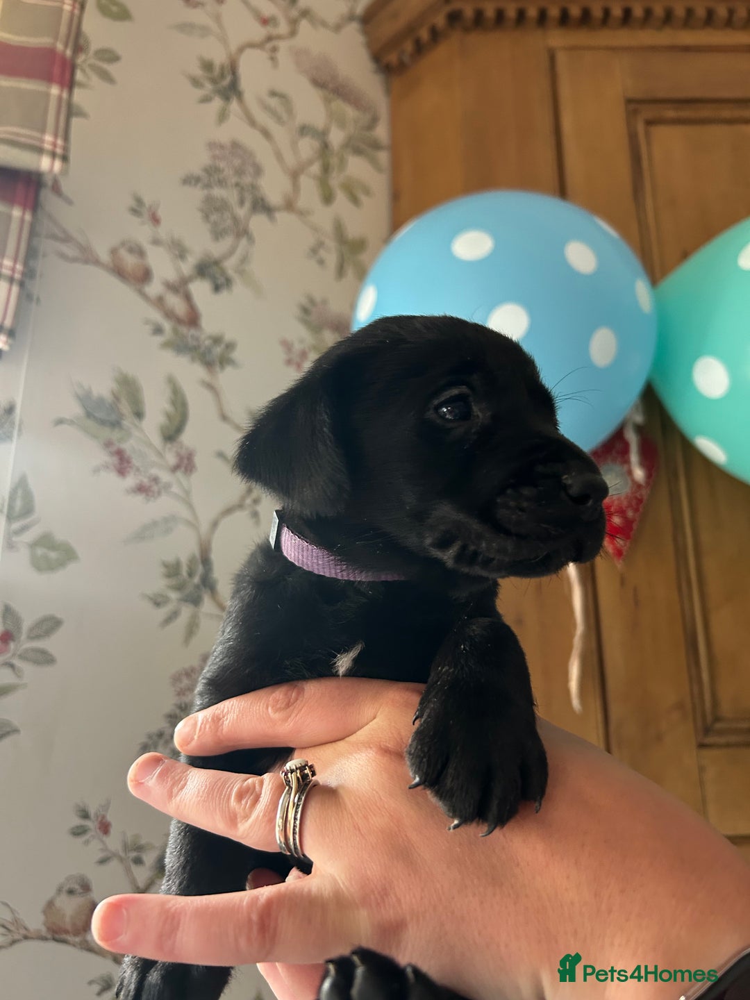 Labrador Retriever dogs for sale: Quality pedigreed Labradors for sale  - Image 6