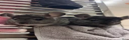 Chinchilla rodents for sale: two adorable chinchilla brothers  - Advert 2