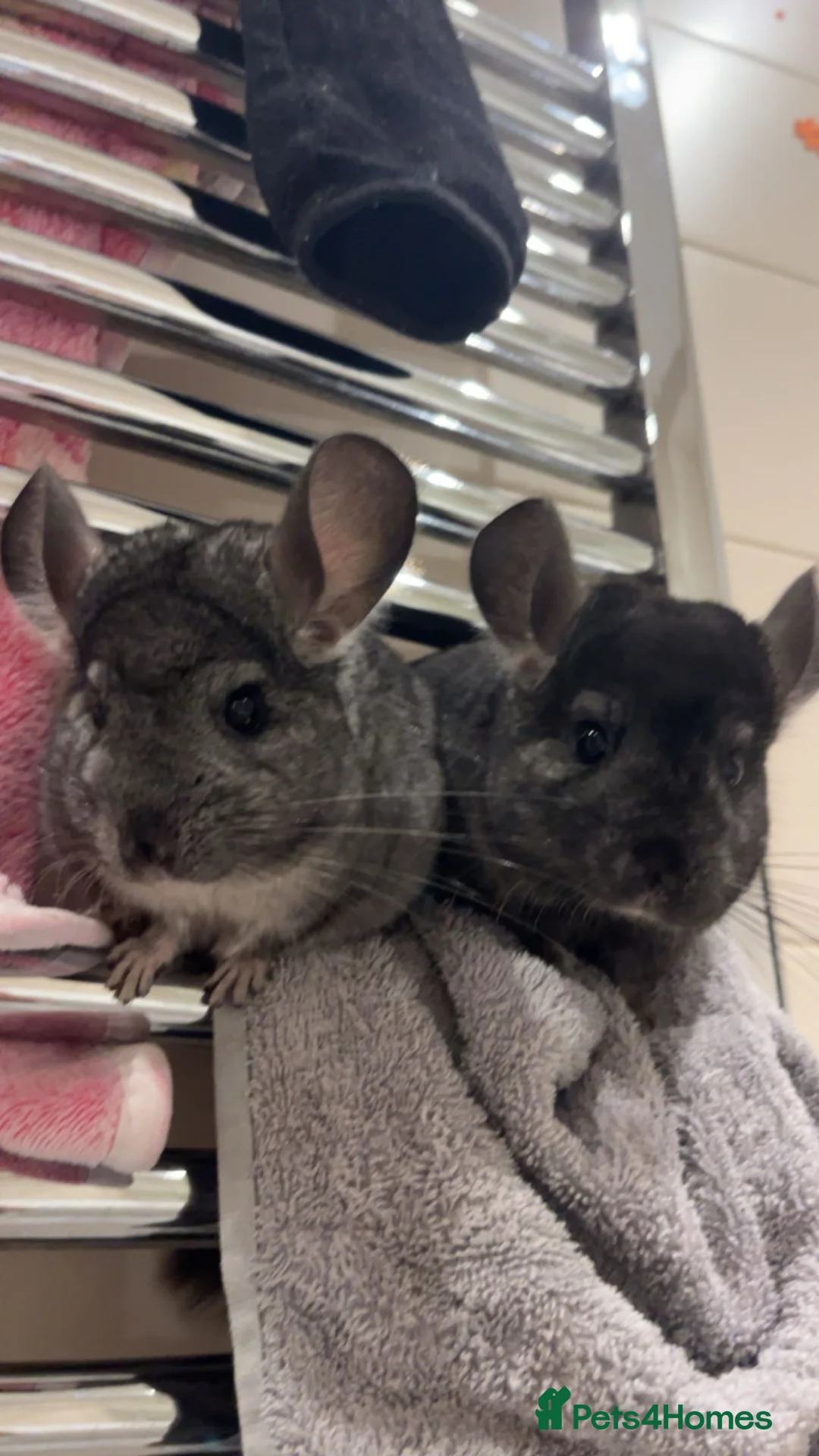 Chinchilla rodents for sale: two adorable chinchilla brothers  - Advert 2
