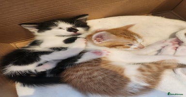 British Shorthair cats - Advert 14