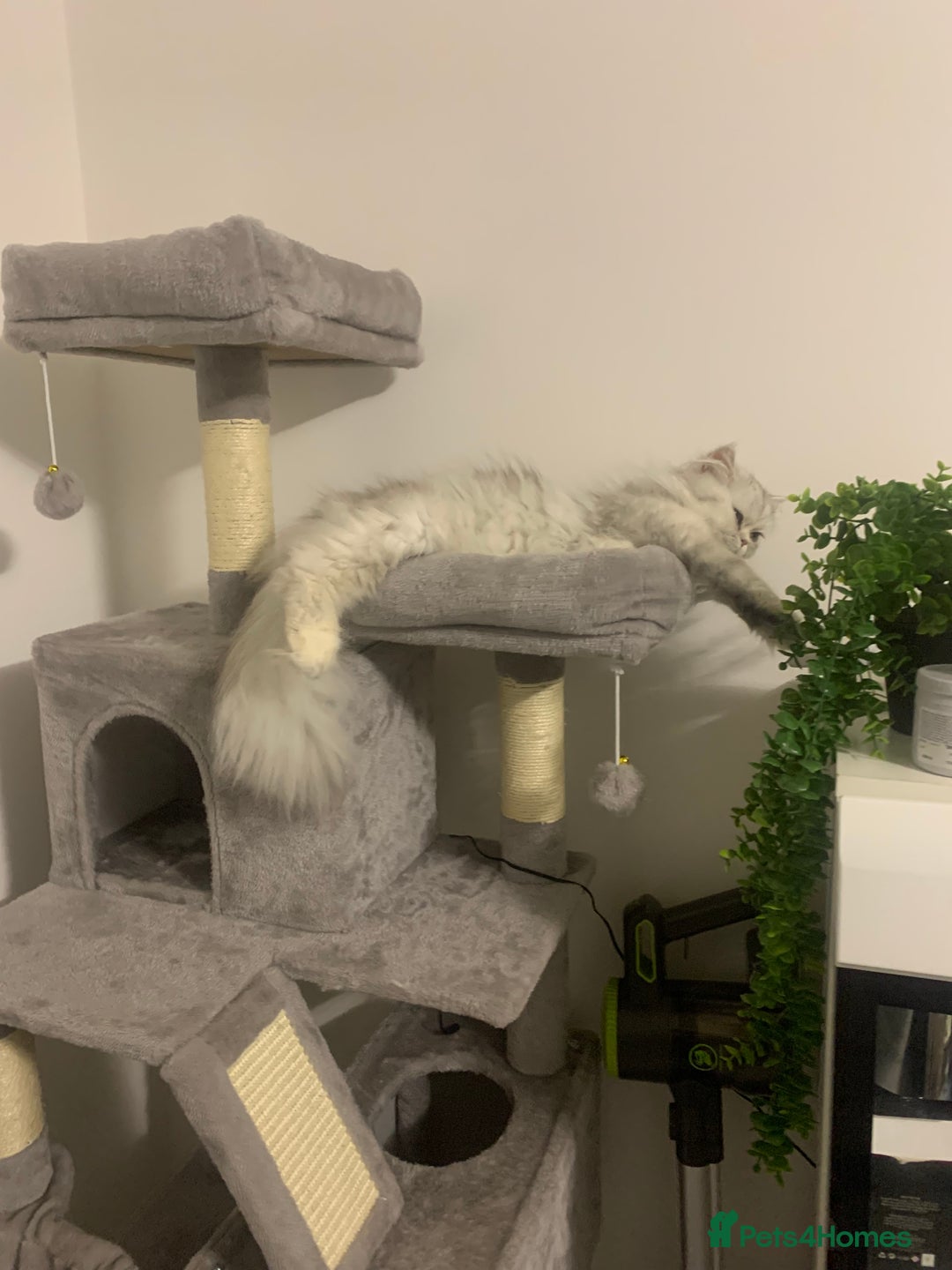 Persian cats for sale: Fluffy Persian Girl Looking for a Forever Home - Advert 4