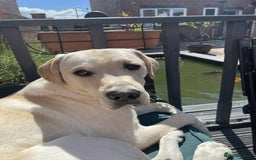 Labrador Retriever dogs for sale: Golden labrador - Image 4