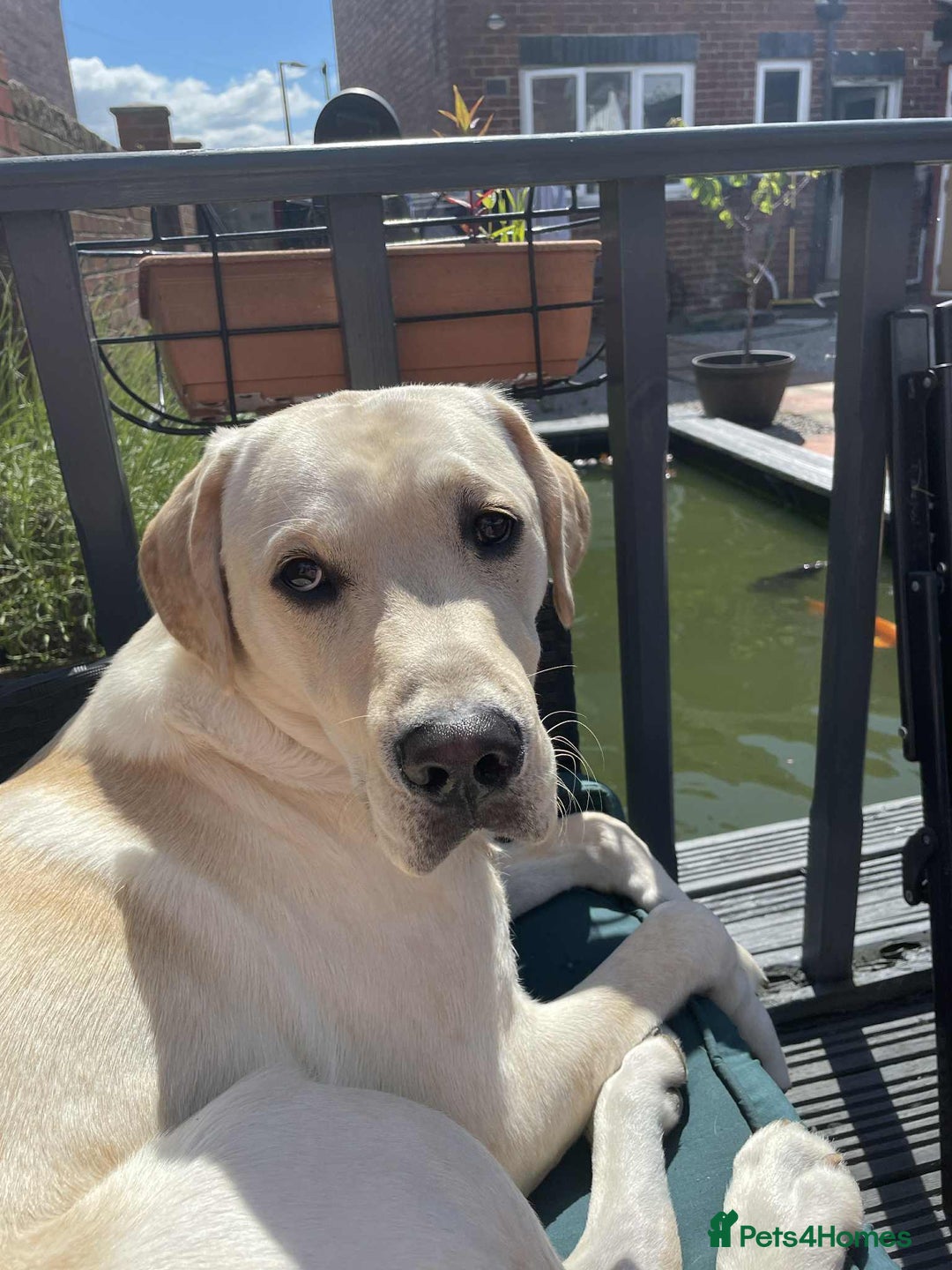 Labrador Retriever dogs for sale: Golden labrador - Image 4