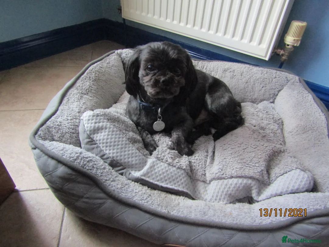 Shih Tzu dogs for stud: Bailey for stud in Spalding - Advert 13