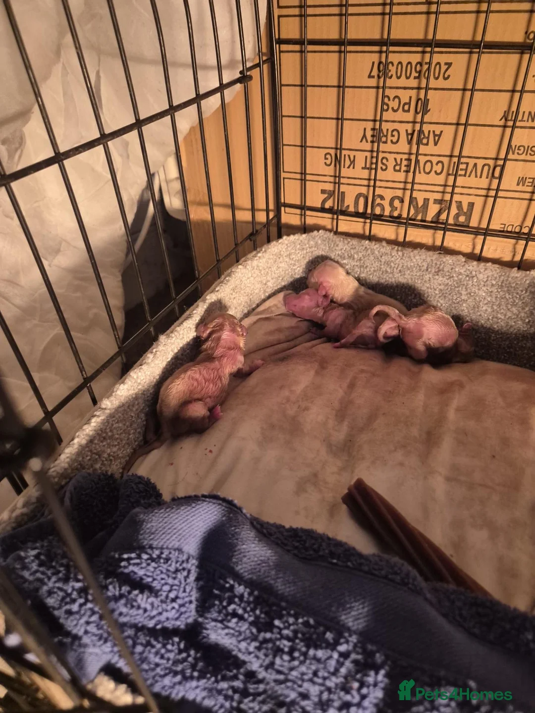 Cavapoo dogs for sale: Cute Cavapoo boys in Wigton - Advert 1