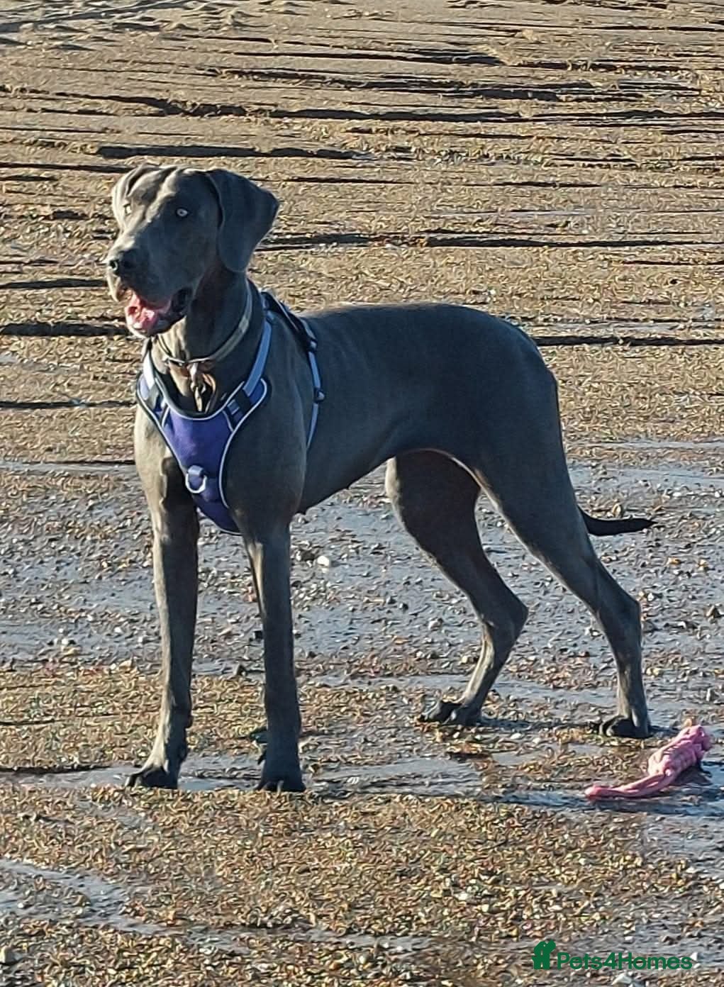 Great Dane dogs Adorable great dane - Advert 16