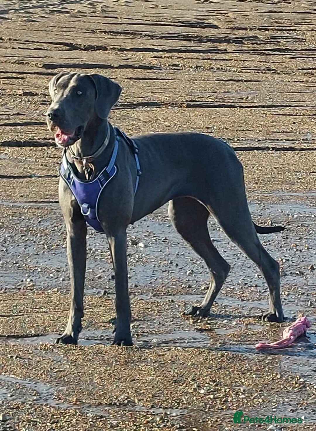Great Dane dogs for sale: Adorable great dane - Advert 1