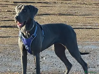 Great Dane dogs Adorable great dane - Advert 3