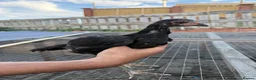 Mixed Breed poultry for sale: BrazillianXGerman O shamo - Advert 22