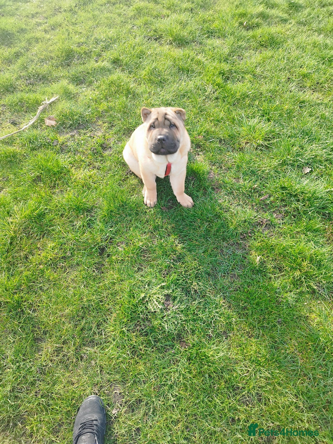 Mixed Breed dogs for sale: For sale Chow-Pey - Image 11