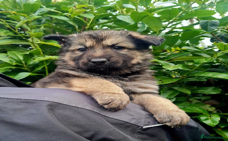 German Shepherd dogs German Shepherd Puppies For Sale - Advert 7