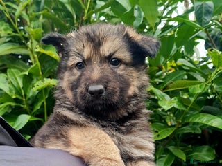 German Shepherd dogs German Shepherd Puppies For Sale - Advert 6