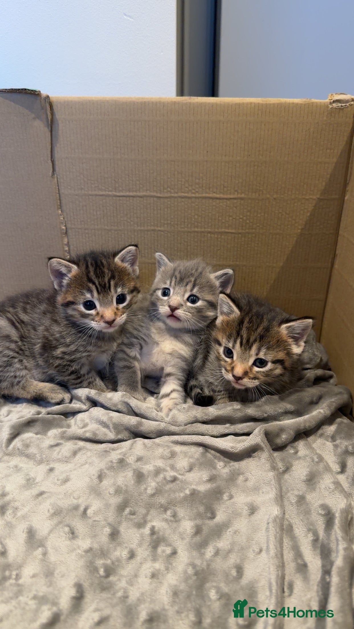 Domestic Shorthair cats Beautiful grey and black tabby kittens - Advert 1