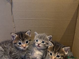 Domestic Shorthair cats Beautiful grey and black tabby kittens - Advert 2