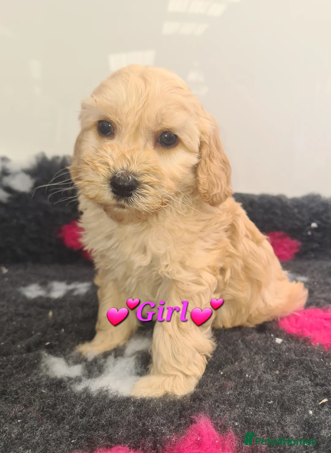 Cockapoo dogs for sale: **Beautiful F1 Cockapoos** - Advert 1