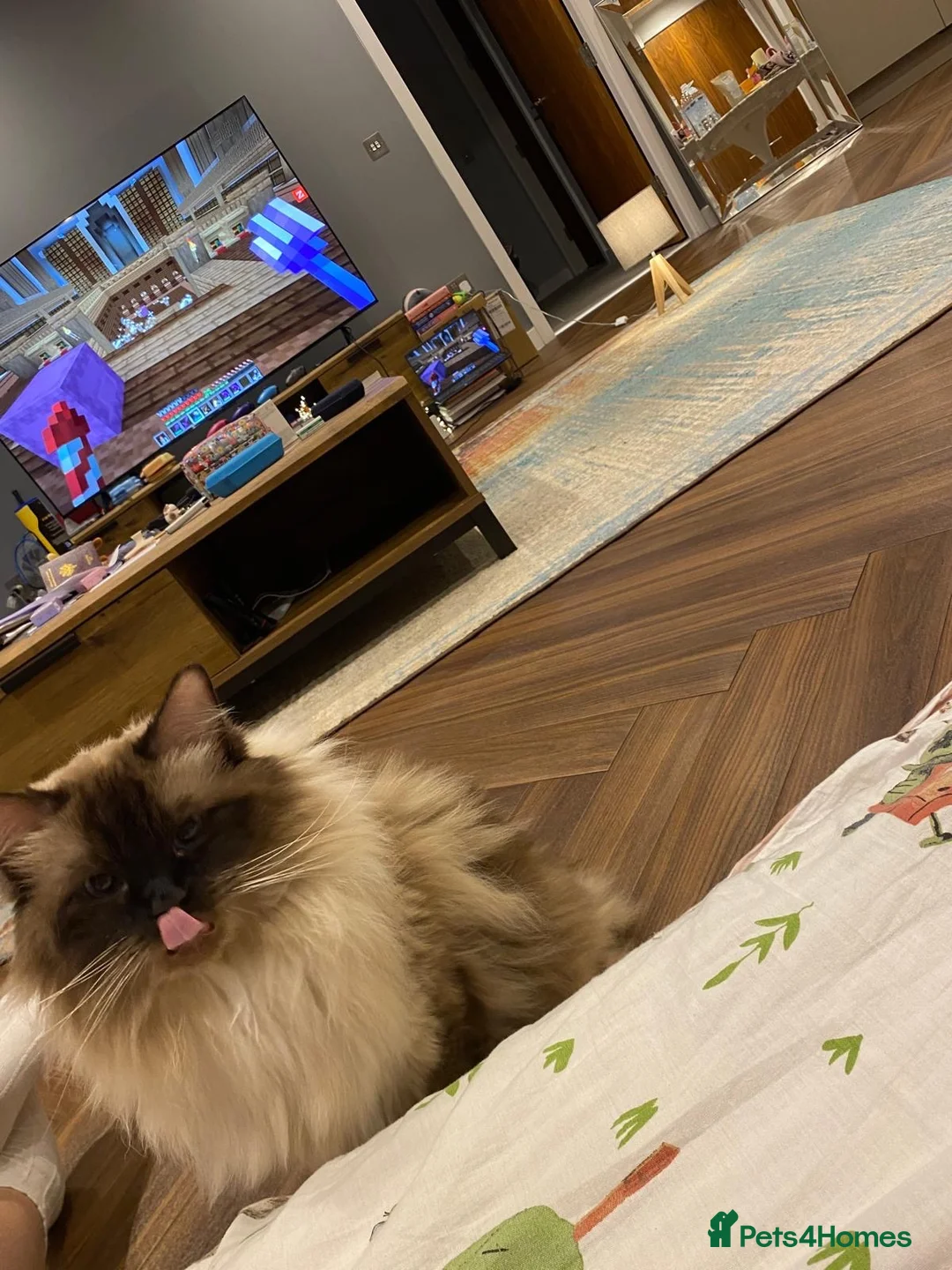 Ragdoll cats for sale: Sweet fluffy Bear 🥹 in Salford - Advert 2