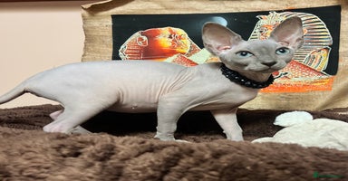 Sphynx cats - Advert 7