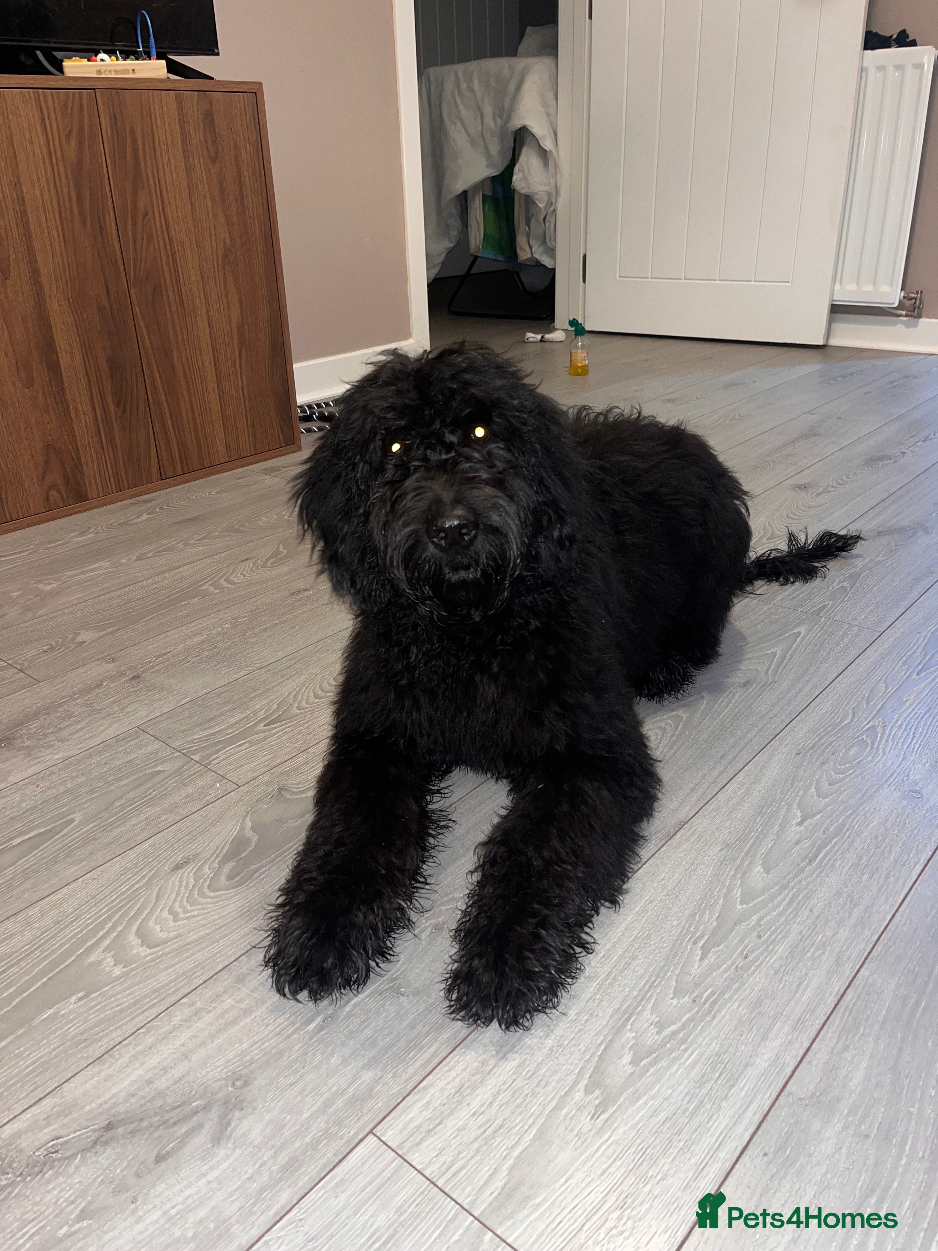 Goldendoodle dogs 6 Month Golden-doodle  - Advert 13