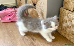 Exotic cats for sale: Exotic X Silver Tabby Fur Babies - Image 33