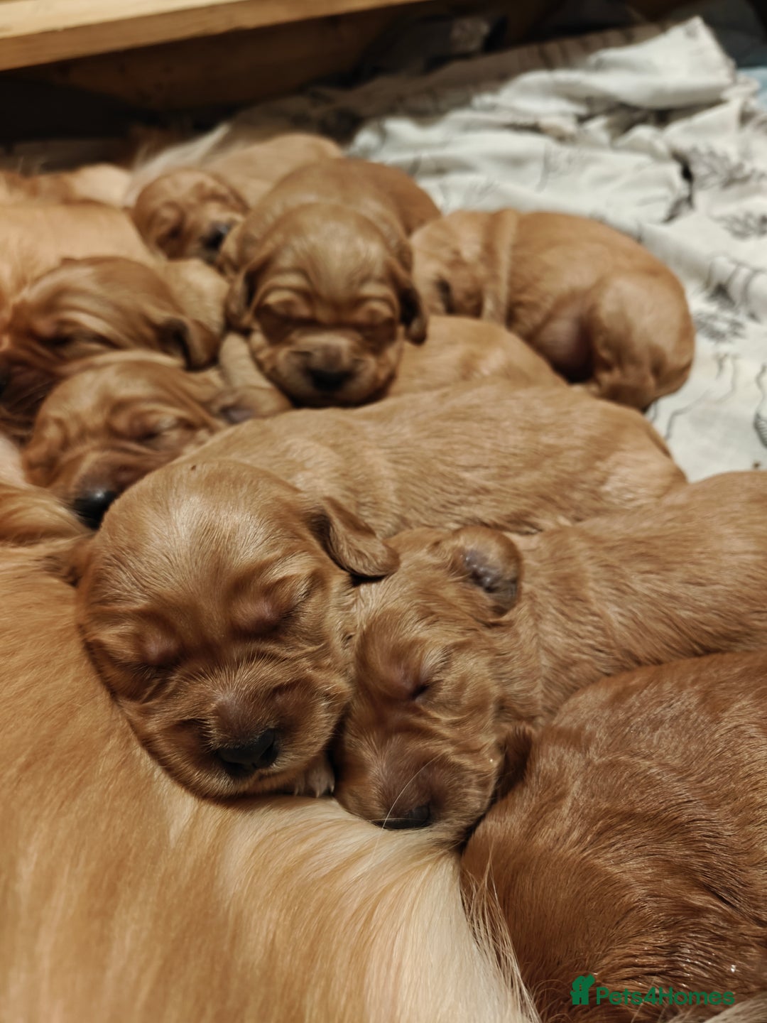 Mini Goldendoodle dogs for sale: Superb home-bred F1 Mini Goldendoodle GIRL - Advert 25