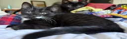 British Shorthair cats for sale: Kittens for sale in Westbury - Advert 5