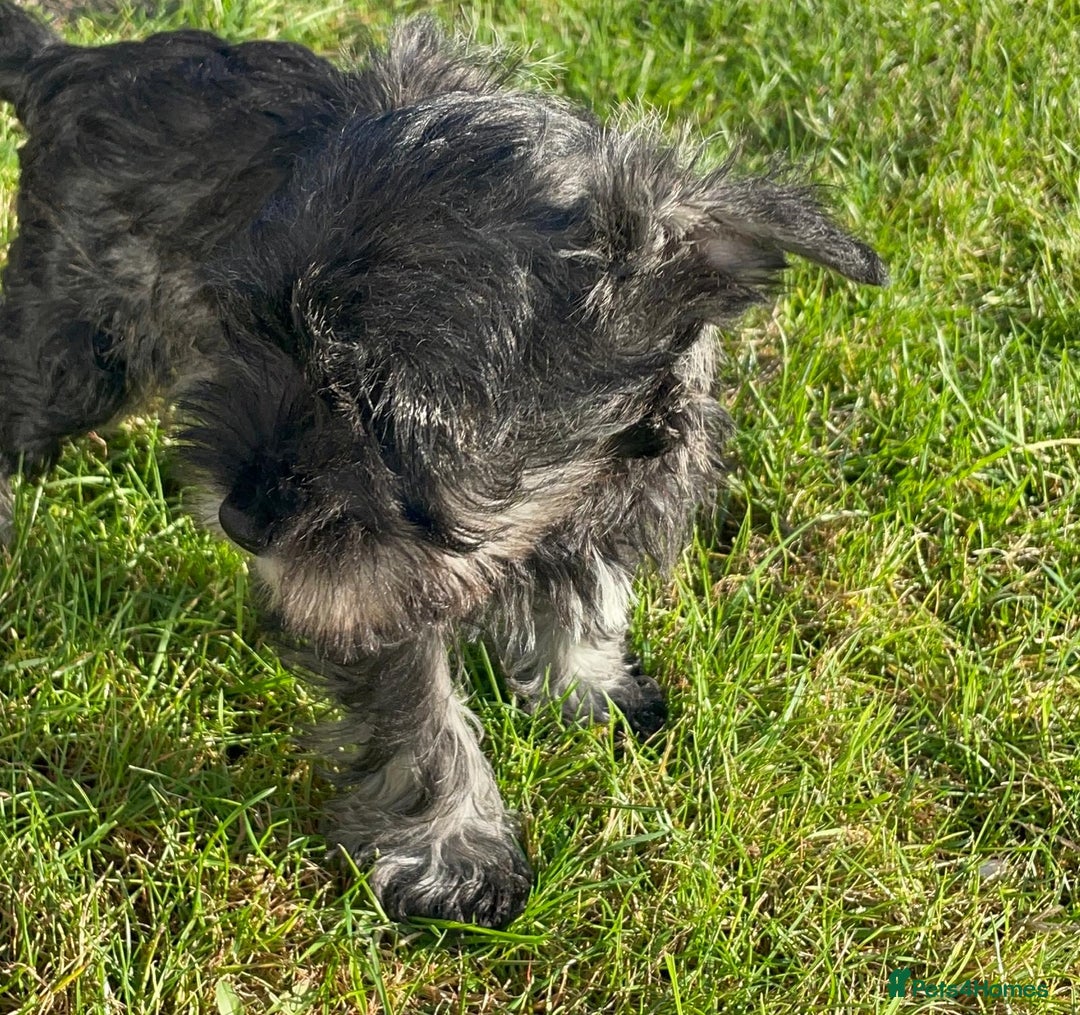 Miniature Schnauzer dogs for sale: KC Pedigree Mini Schnauzer - Advert 26