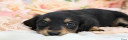 Miniature Dachshund dogs for sale: KC Longhair Miniature Dachshund Puppies - Advert 21
