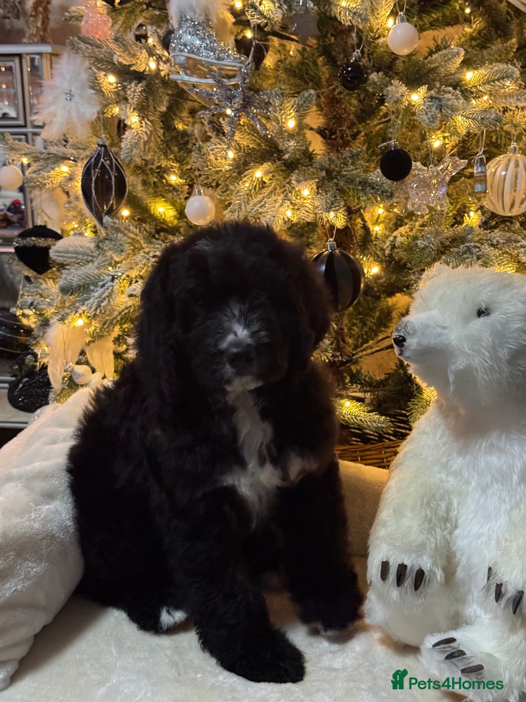 Bernedoodle dogs for sale: 3 f1 standard bernedoodles puppies  - Advert 5