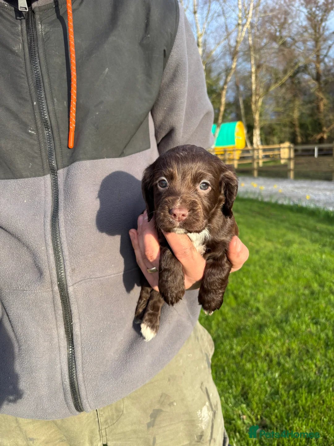 Cocker Spaniel dogs for sale: cocker spaniel puppy’s  - Advert 2