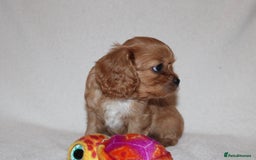 Cavalier King Charles Spaniel dogs for sale: Gorgeous Cavalier King Charles Spaniel puppies - Image 23