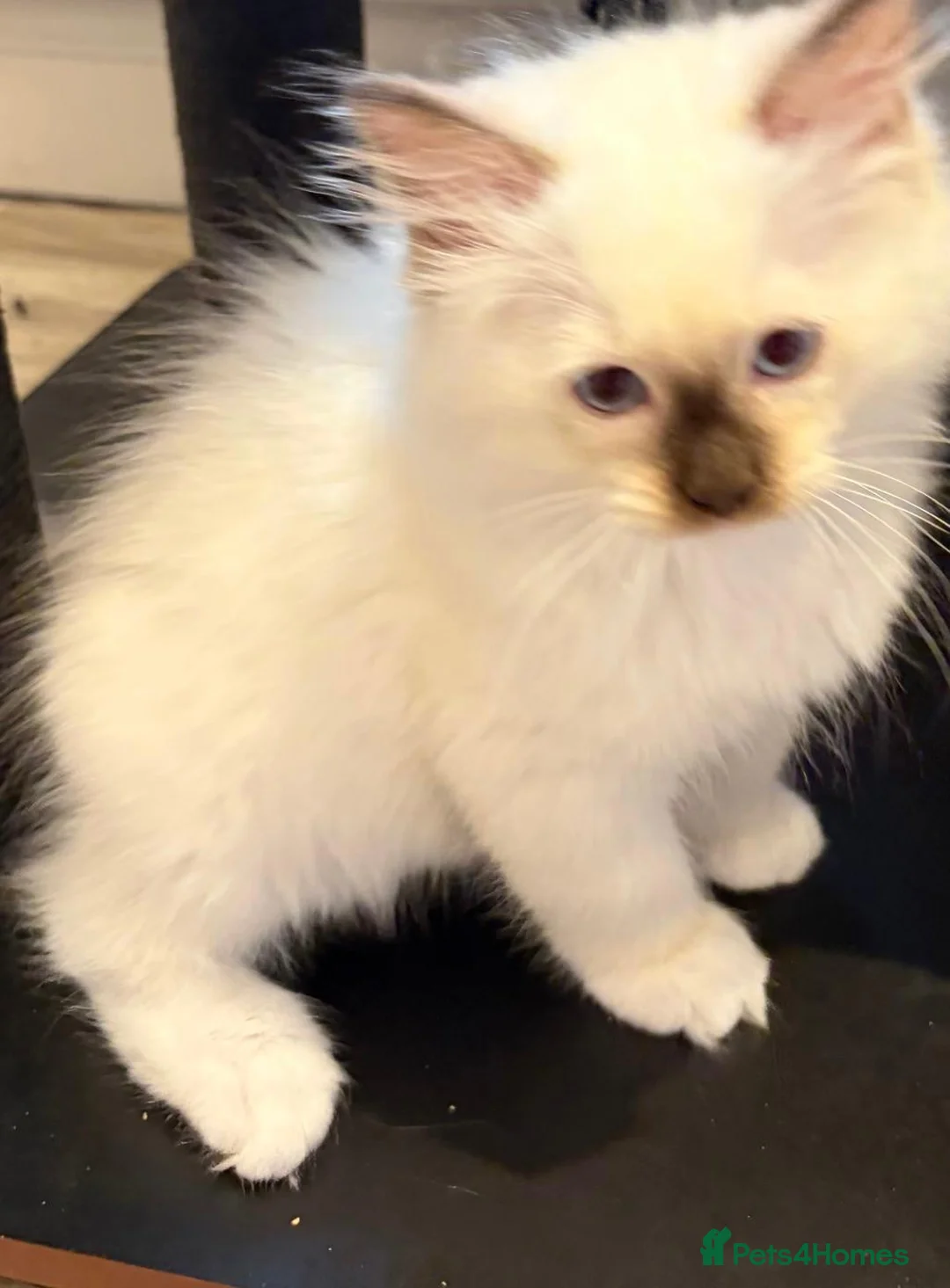 Ragdoll cats for sale: Stunning GCCF Ragdoll Kittens - Advert 15
