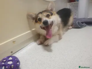 Welsh Corgi Pembroke dogs 2y10mCorgi ONLY ADULT HOMES - Advert 2