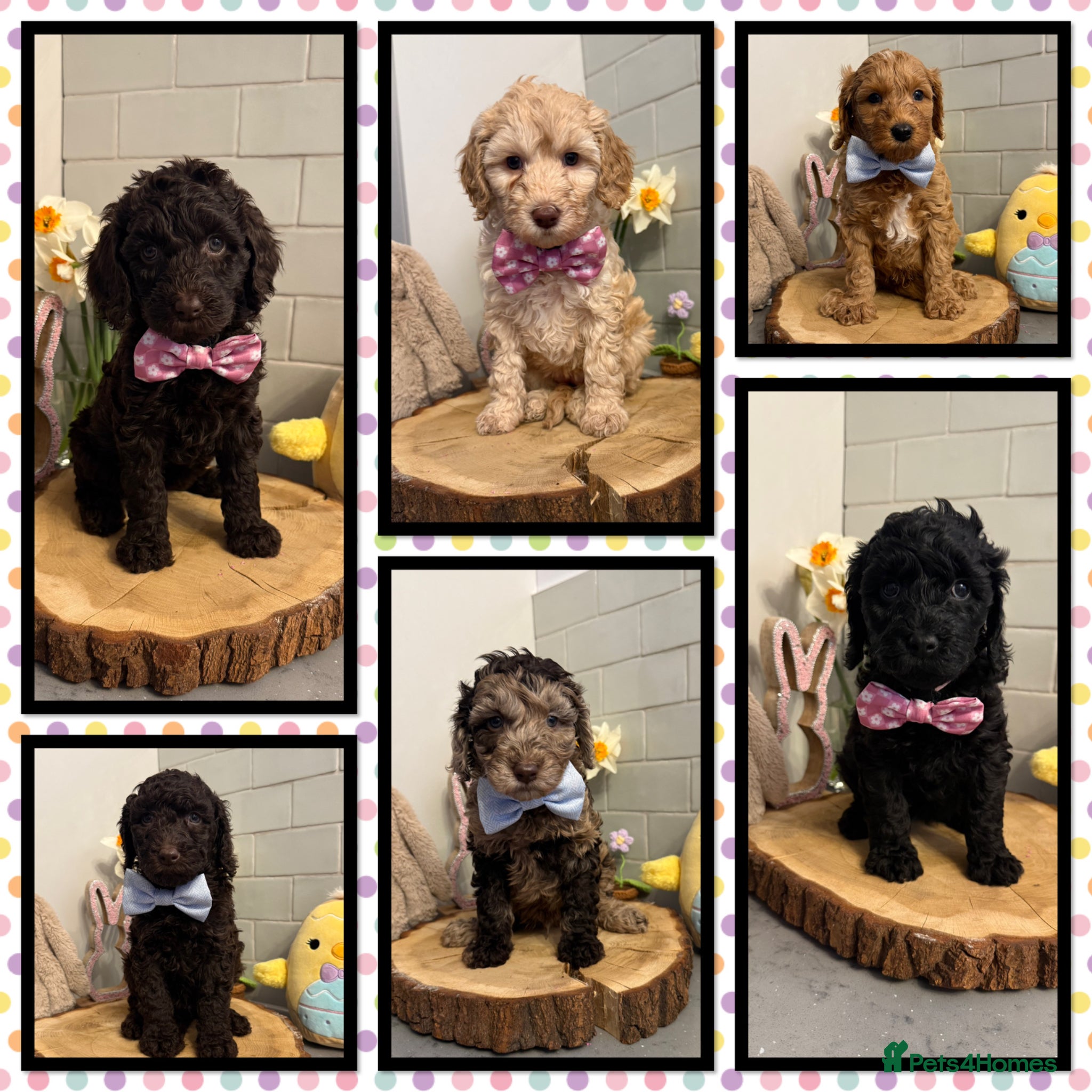 Labradoodle dogs 🌈POTENTIAL THERAPY/ASSISTANCE PUPS🌈 NOT F1 - Advert 2
