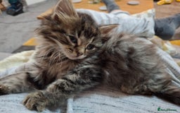 Ragdoll cats for sale: Beautiful Bengal/Ragdoll Male Kitten - Image 18