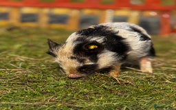 Pig livestock for sale: Kune Kune piglets  - Image 2
