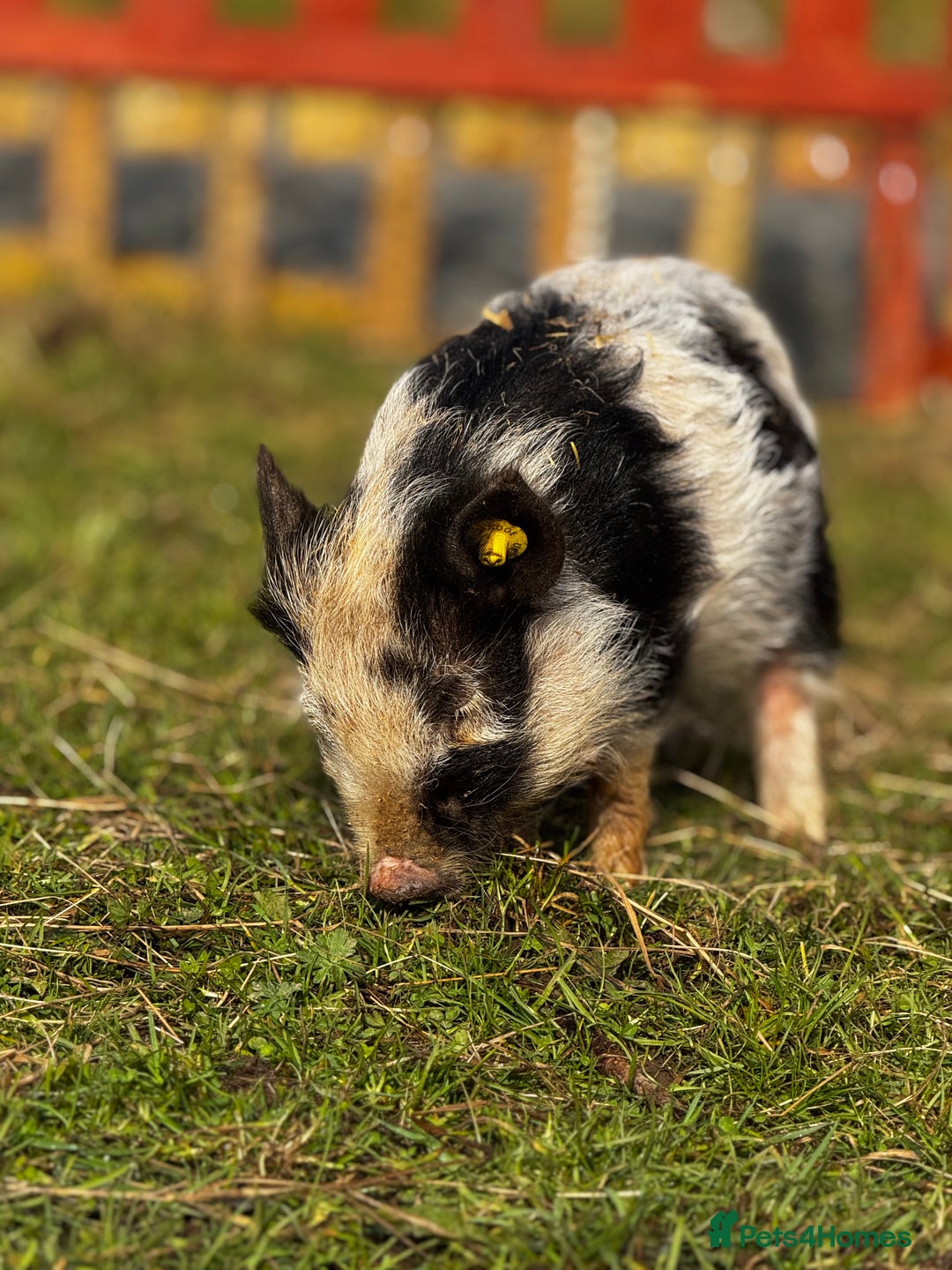 Pig livestock for sale: Kune Kune piglets  - Image 2