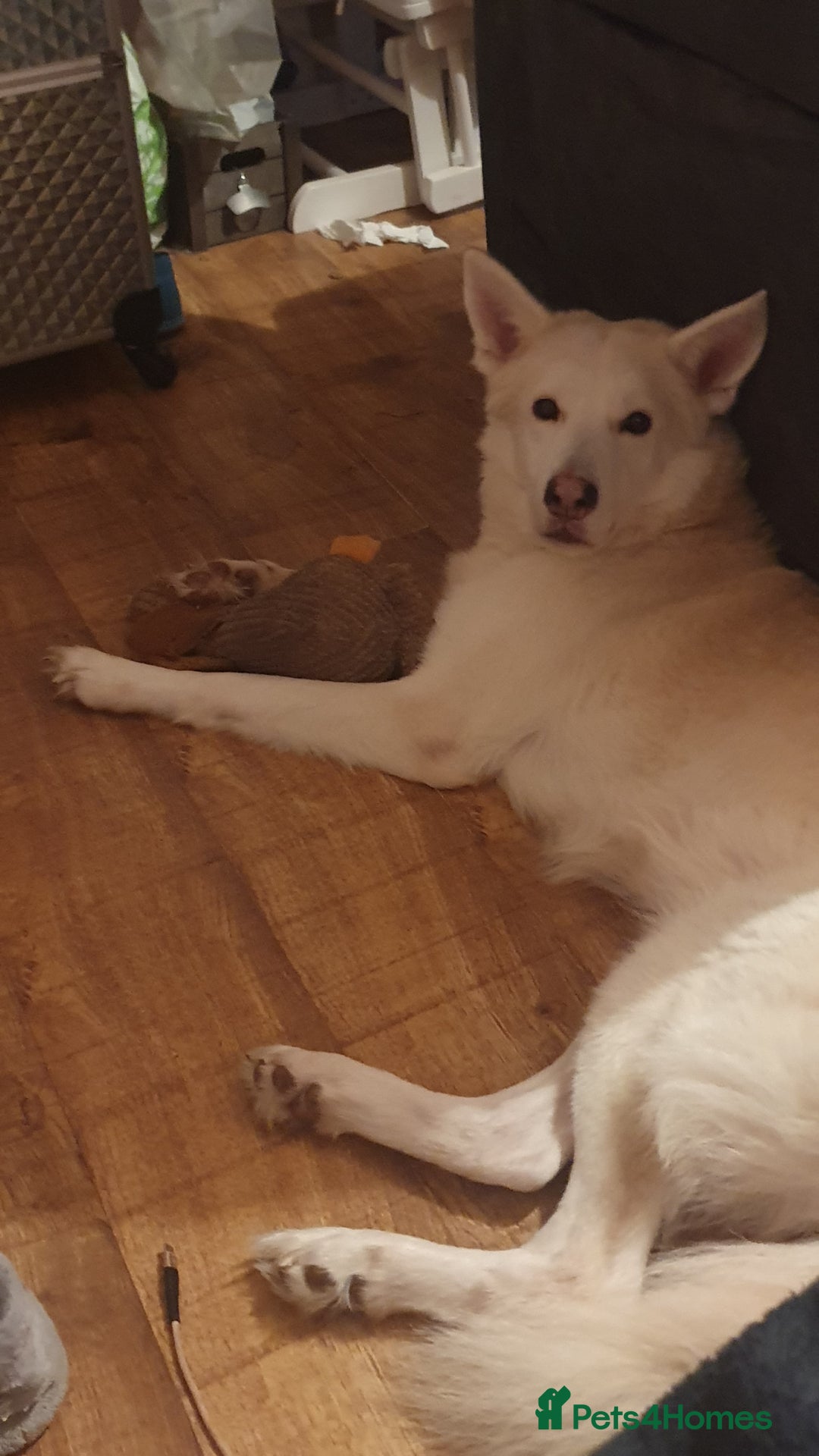German Shepherd dogs for stud: STUD - German Shepheard X husky  - Image 8