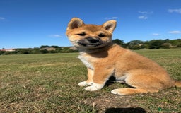 Japanese Shiba Inu dogs for sale: 🐾 Shiba Inu Puppies Available in London - Image 3