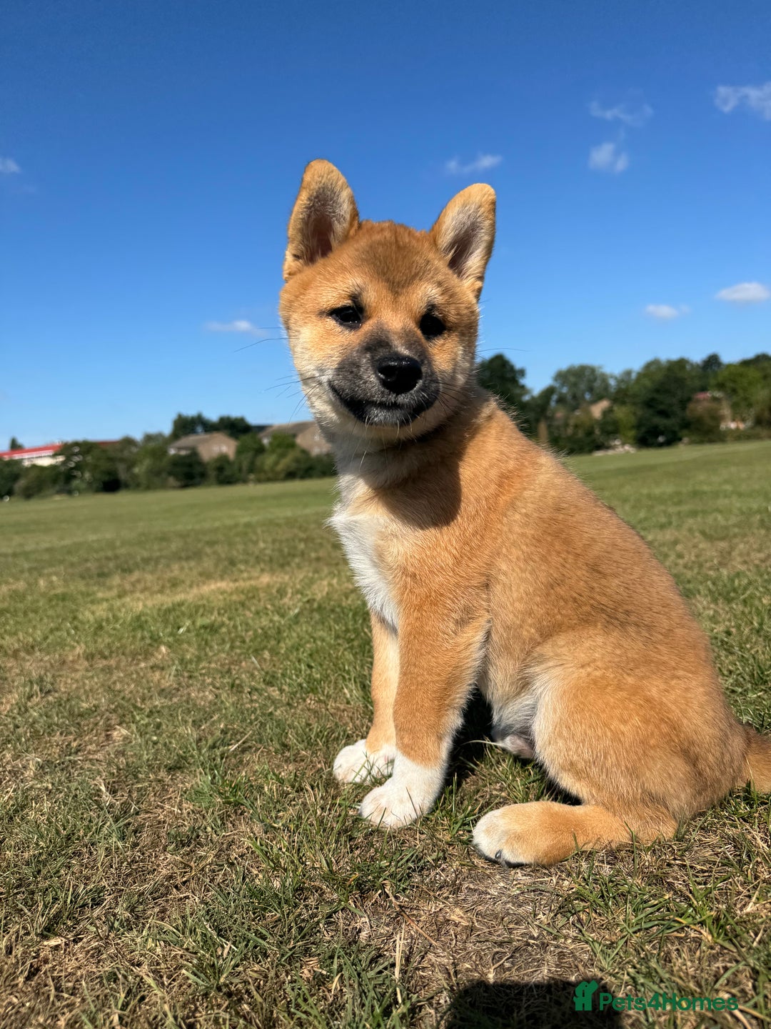 Japanese Shiba Inu dogs for sale: 🐾 Shiba Inu Puppies Available in London - Image 3