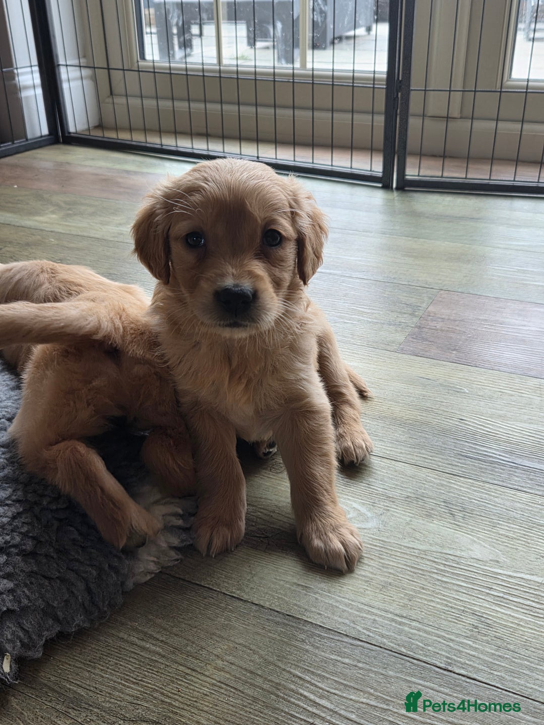 Golden Retriever dogs for sale: 🧡Beautiful Red Working golden retriever puppies🧡 - Image 7