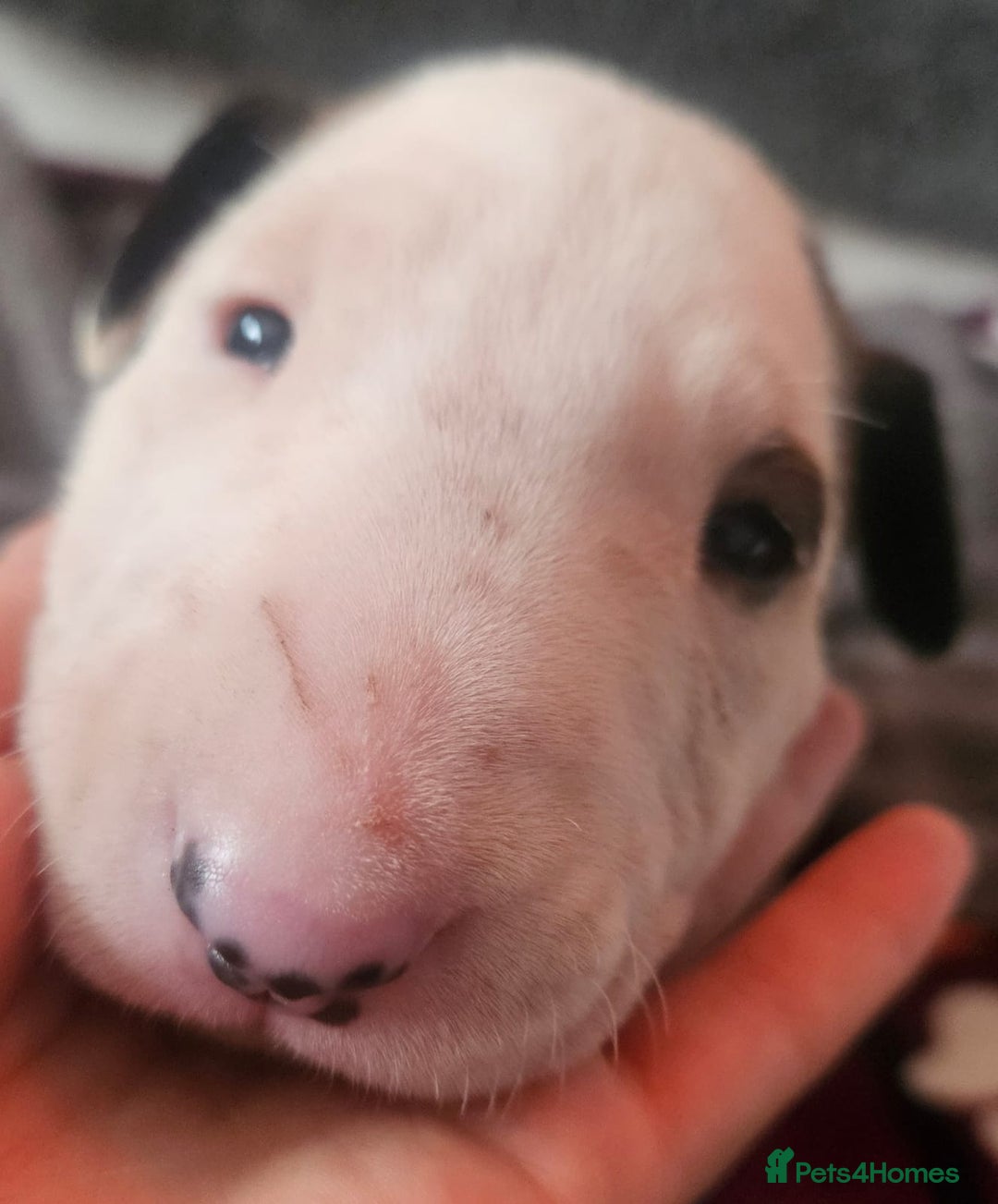 English Bull Terrier dogs for sale: Top Quality English bull terriers! - Advert 17