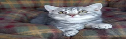 British Shorthair cats for sale: Super GCCF registered kittens  - Advert 5