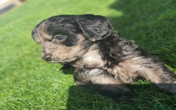 Cockapoo dogs for sale: F1 show cockapoos - Image 20