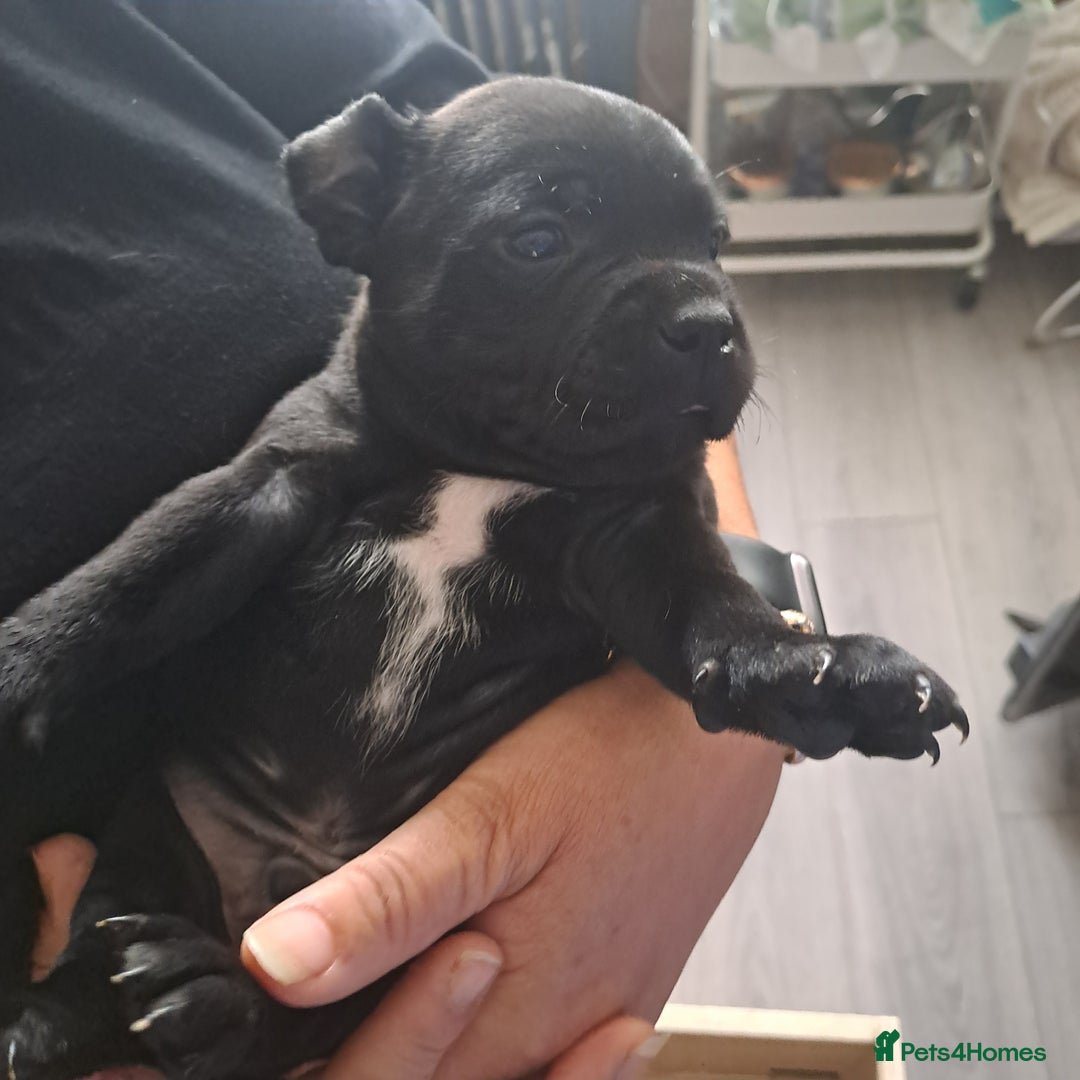 Staffordshire Bull Terrier dogs for sale: Chunky Staffy puppies excellent bloodline - Image 10