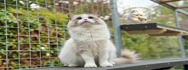 Ragdoll