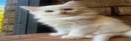 Turkish Angora cats for sale: Kittens available for loving homes - Advert 13