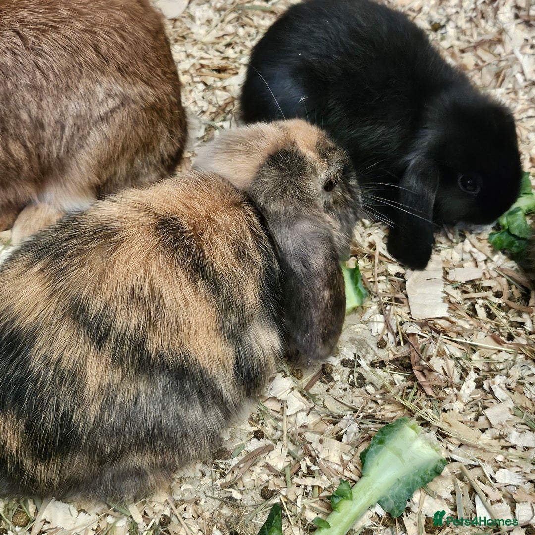 Dwarf Lop rabbits for sale: Therapy Bunny Pairs - Image 5