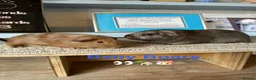 Guinea Pig rodents for sale: Lots of pairs of Guinea Pigs Mixed Colours Come 👀 - Advert 5